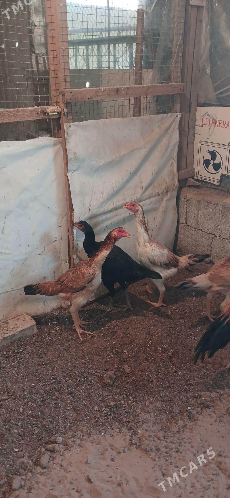 Towuk - Çoganly - img 2