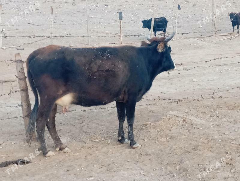 Goleli sygyr - Gyzylarbat - img 2