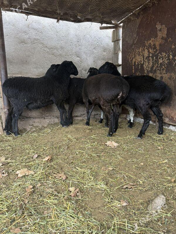 Gisar issek - Bagyr - img 2