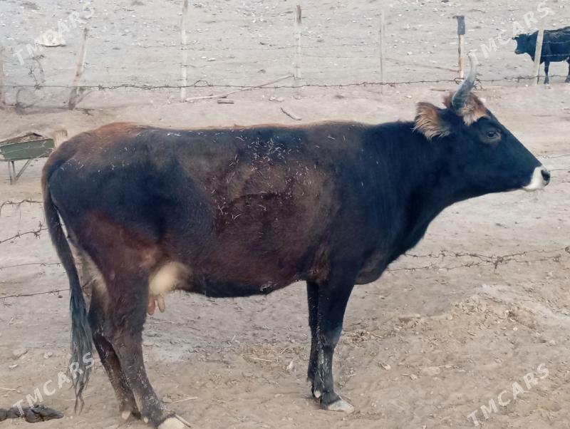 Goleli sygyr - Gyzylarbat - img 3