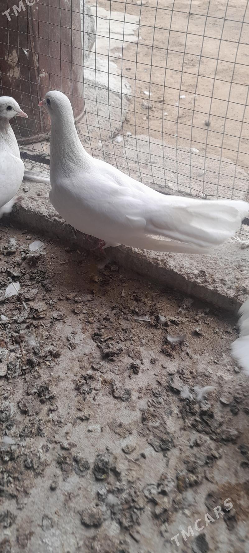 kepderi - Çoganly - img 2