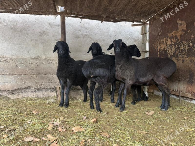 Gisar issek - Bagyr - img 3