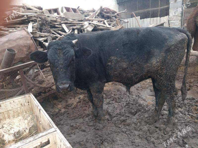 öküz - Bäherden - img 2