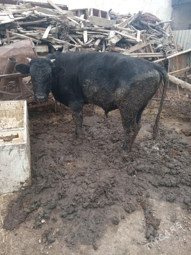 öküz - Bäherden - img 3