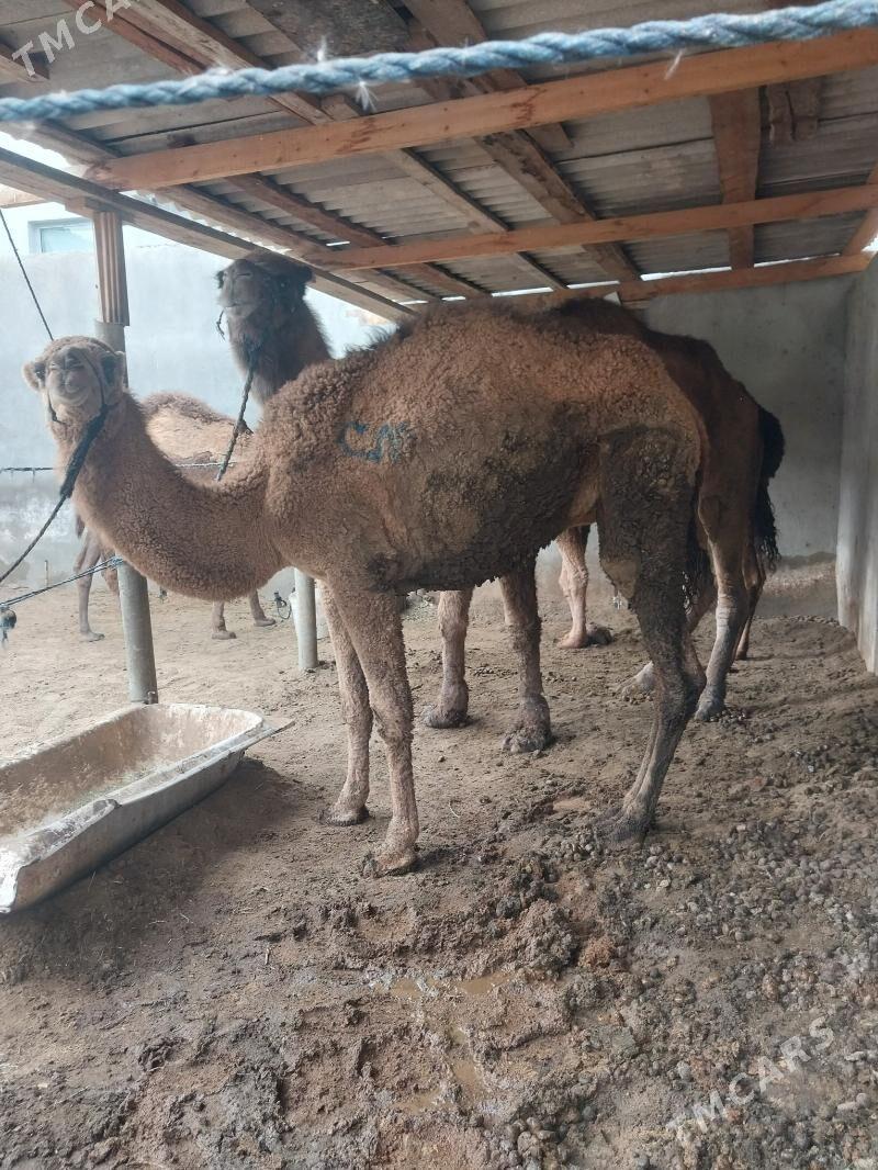 owsuk - Чоганлы - img 3