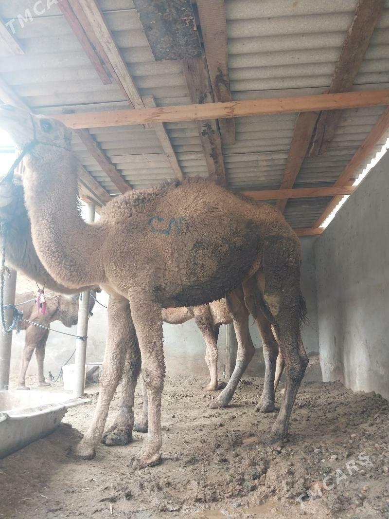 owsuk - Чоганлы - img 2