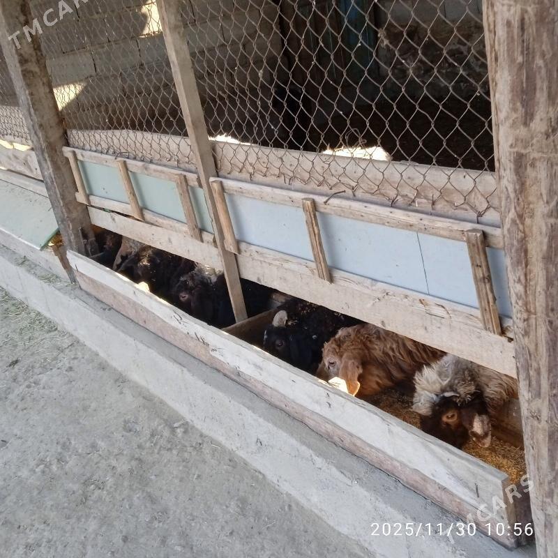 garakol tokly - Bäherden - img 2