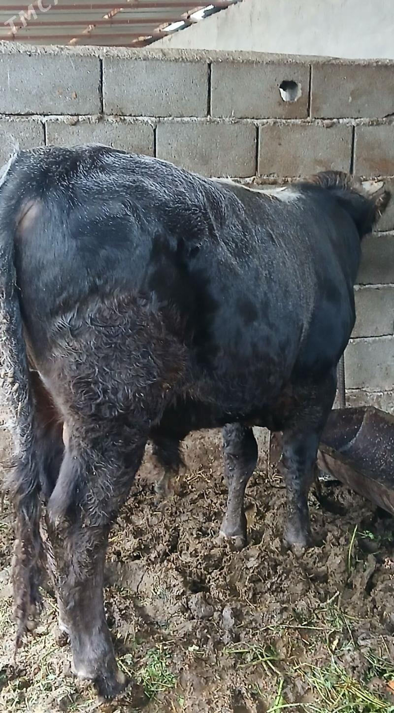 okuz - Büzmeýin - img 2