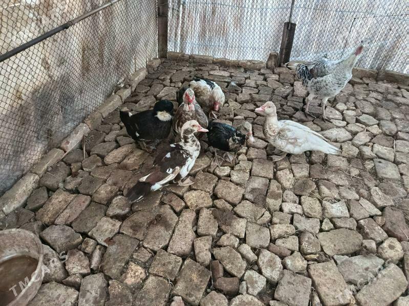 jemi 5 milyon - Мары - img 4