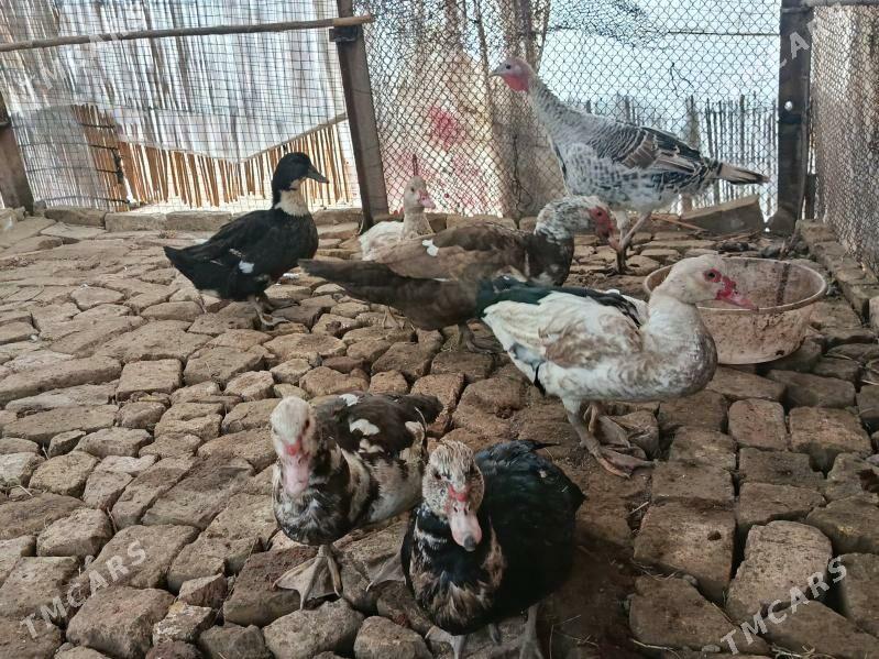 jemi 5 milyon - Мары - img 5