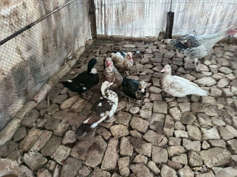 jemi 5 milyon - Мары - img 3