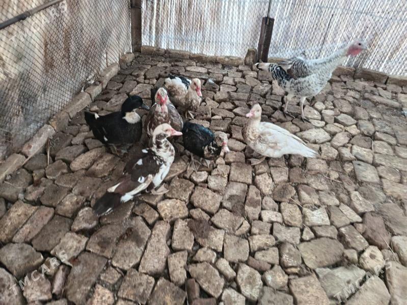 jemi 5 milyon - Мары - img 2