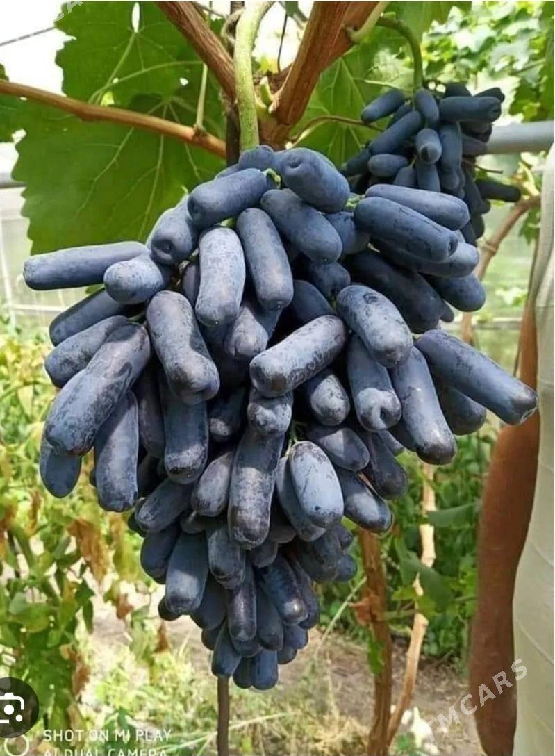 Üzum nahal Awatar - Векильбазар - img 3