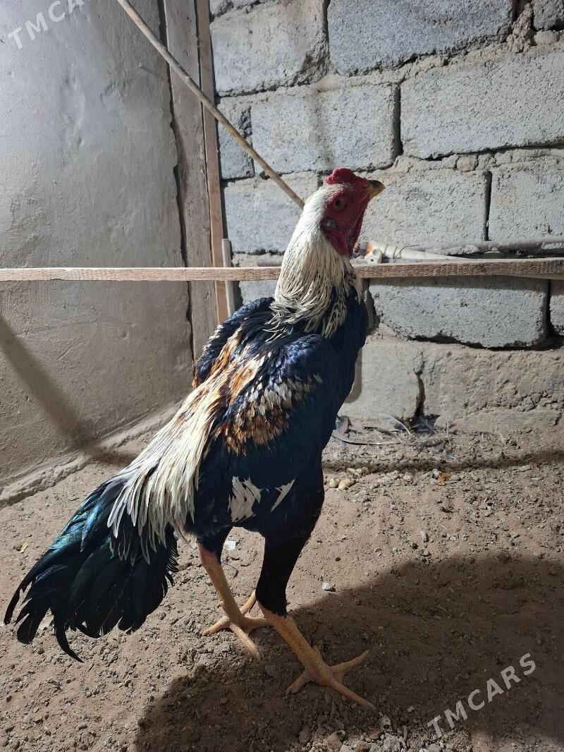 horaz - Бузмеин ГРЭС - img 2