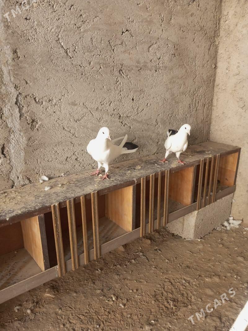 kepderikepderi - Джебел - img 2