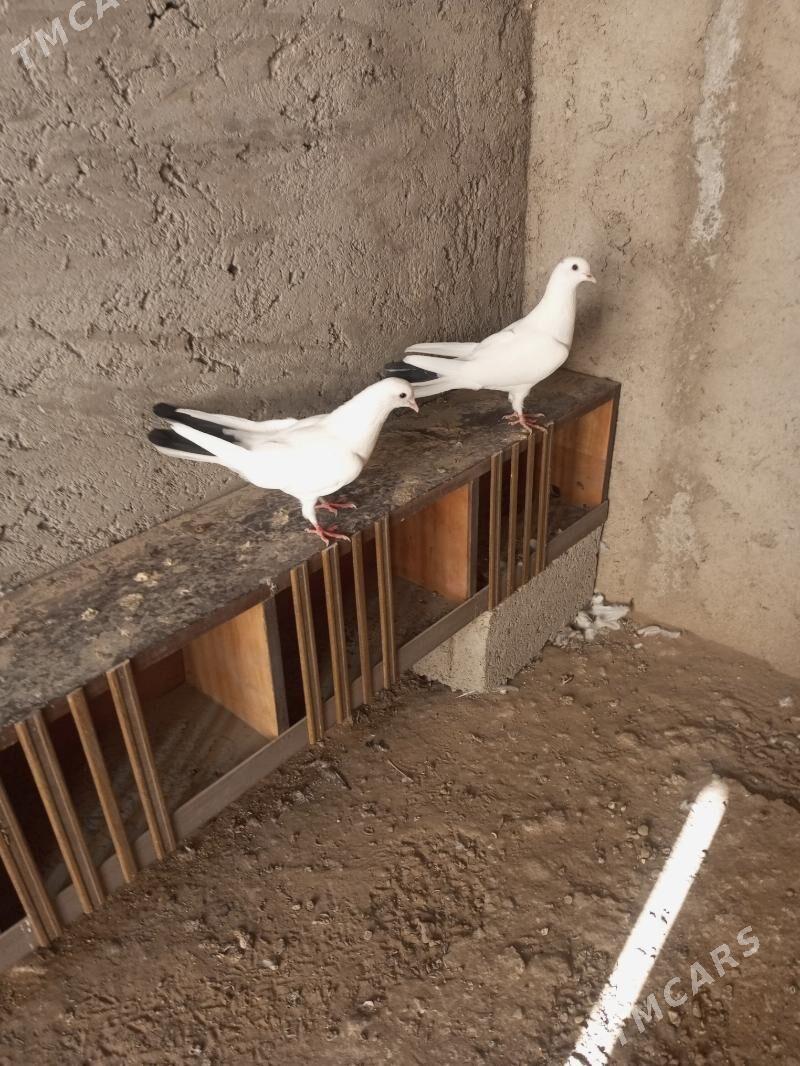 kepderikepderi - Джебел - img 3