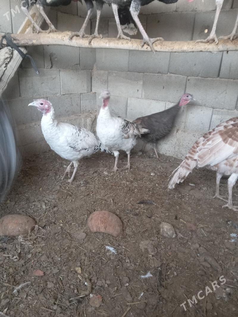 induk - Гызыларбат - img 1