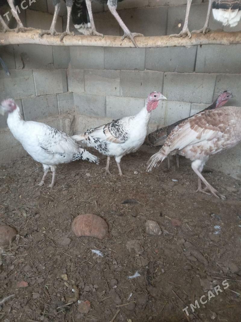 induk - Гызыларбат - img 2