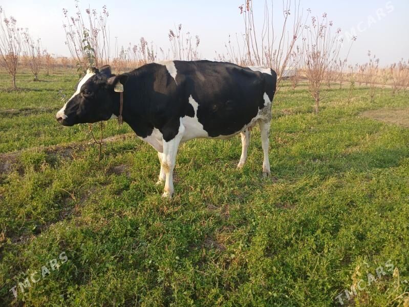 sygyr - Farap - img 2