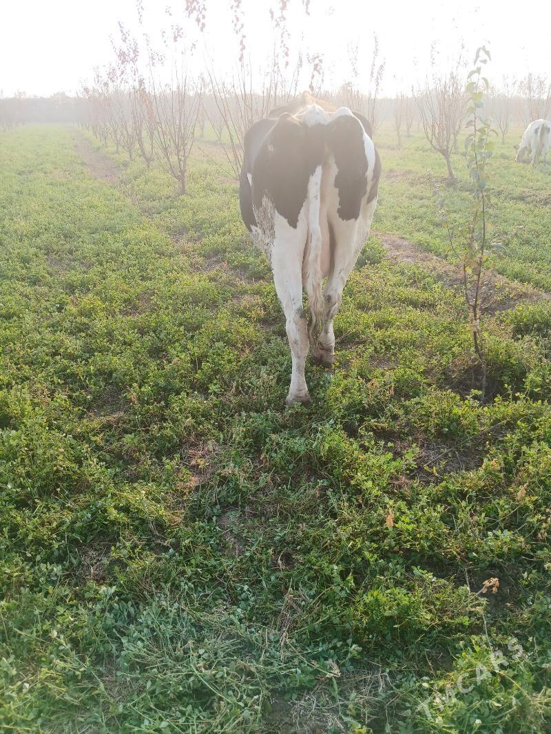 sygyr - Farap - img 3