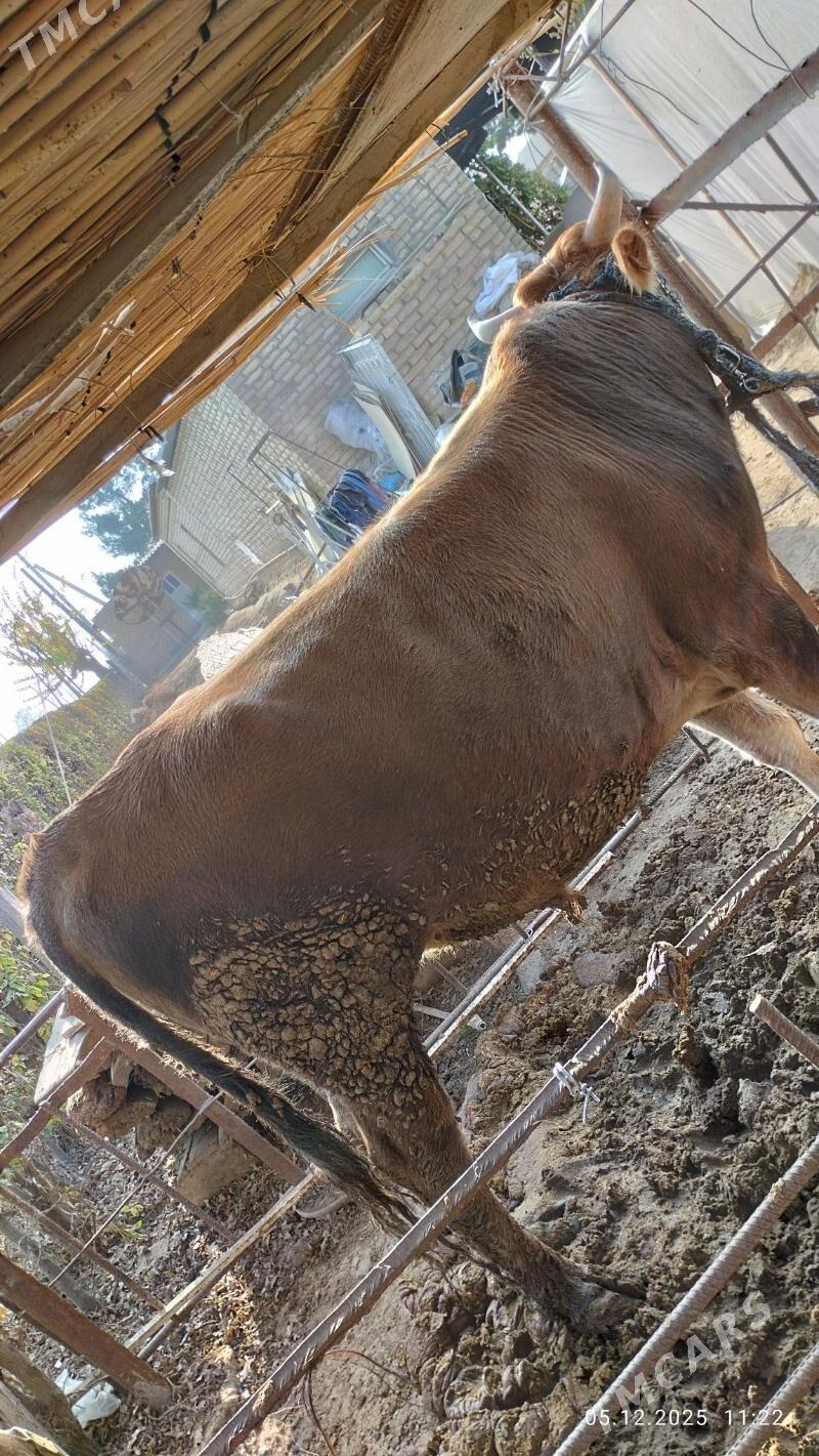 öküz - Murgap - img 2