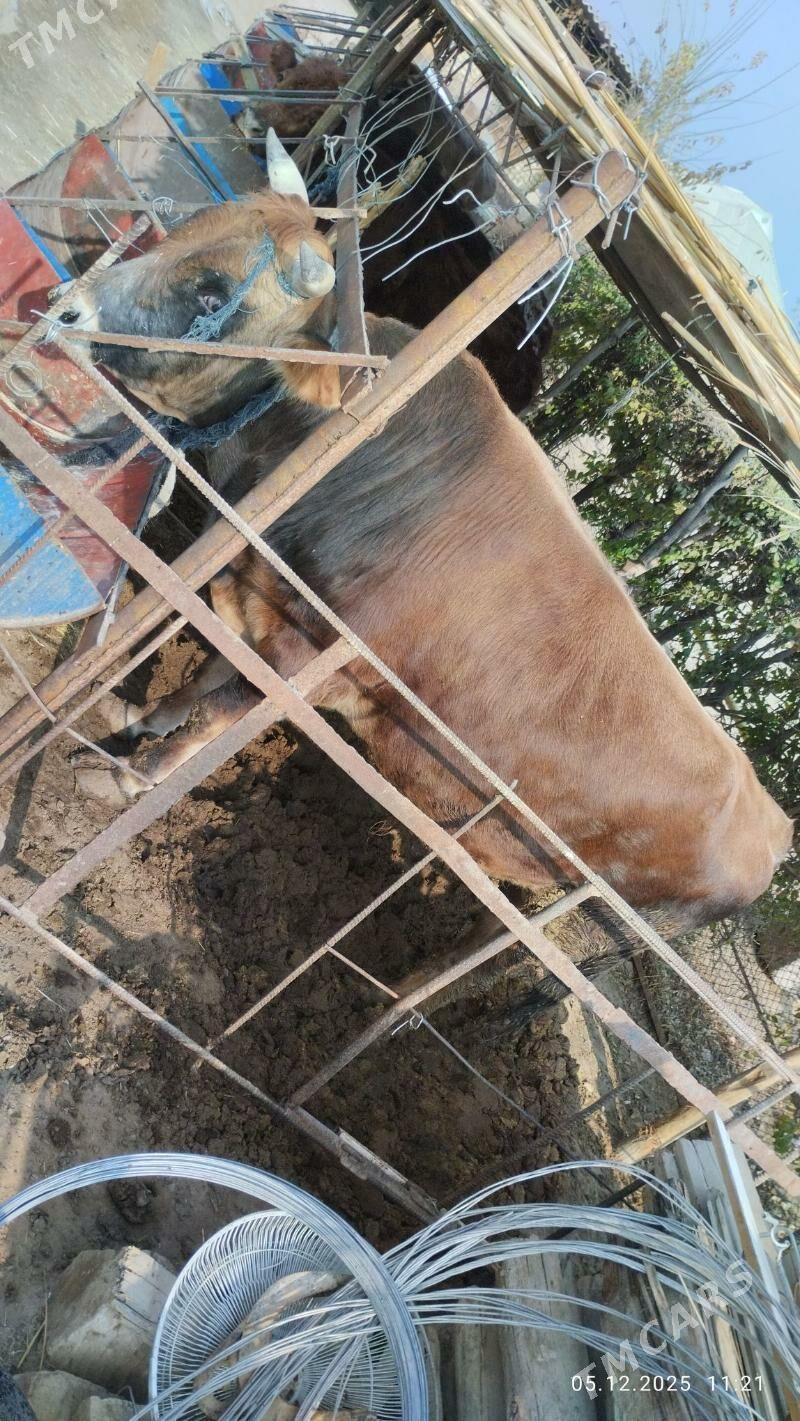 öküz - Murgap - img 3