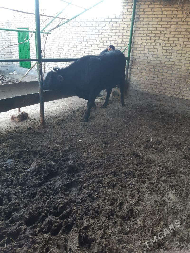 окуз - Чарджоу - img 3