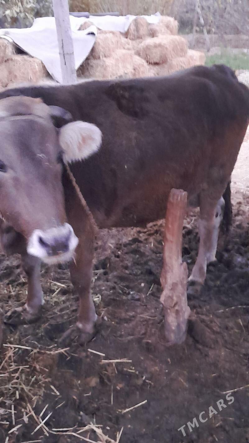 Sygyr bakylan - Gökdepe - img 4