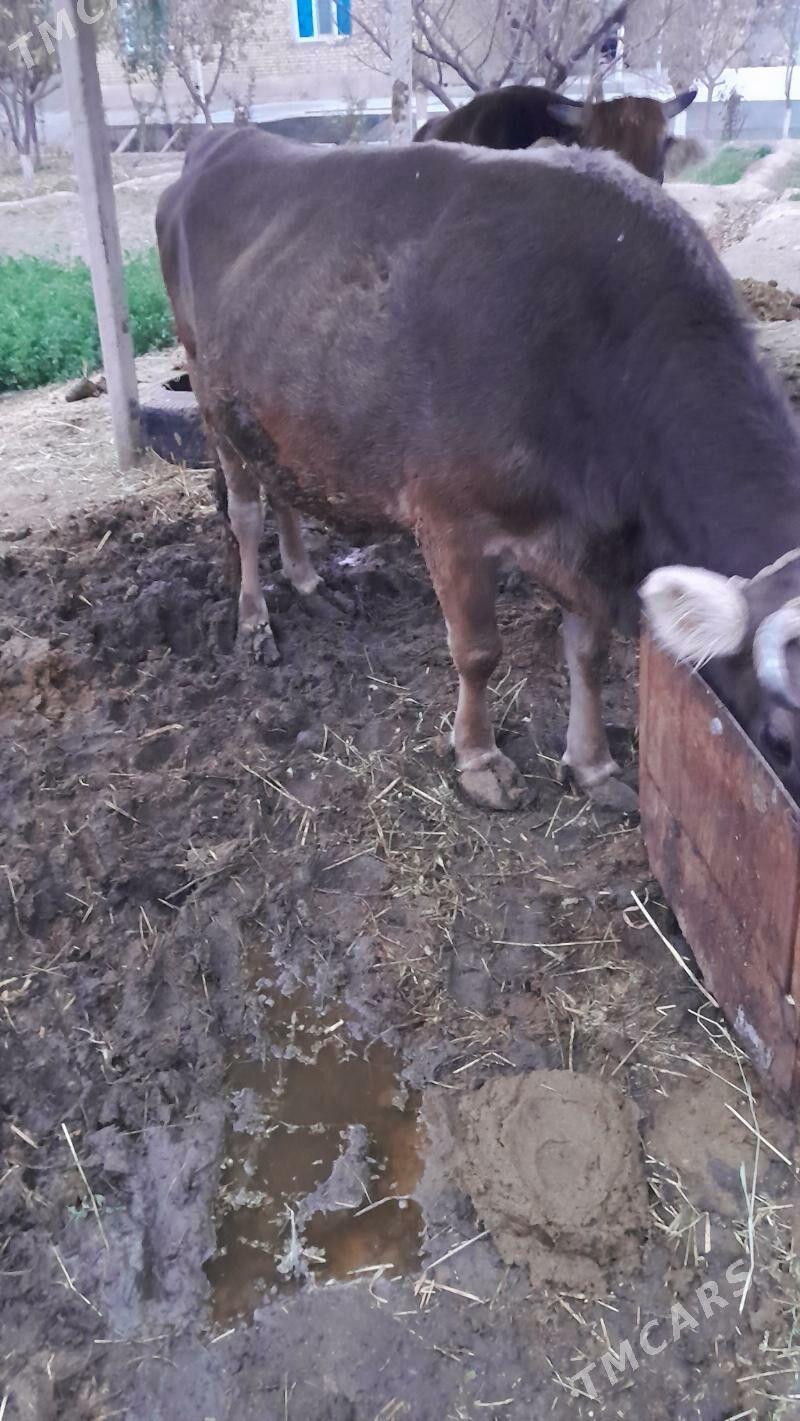 Sygyr bakylan - Gökdepe - img 3