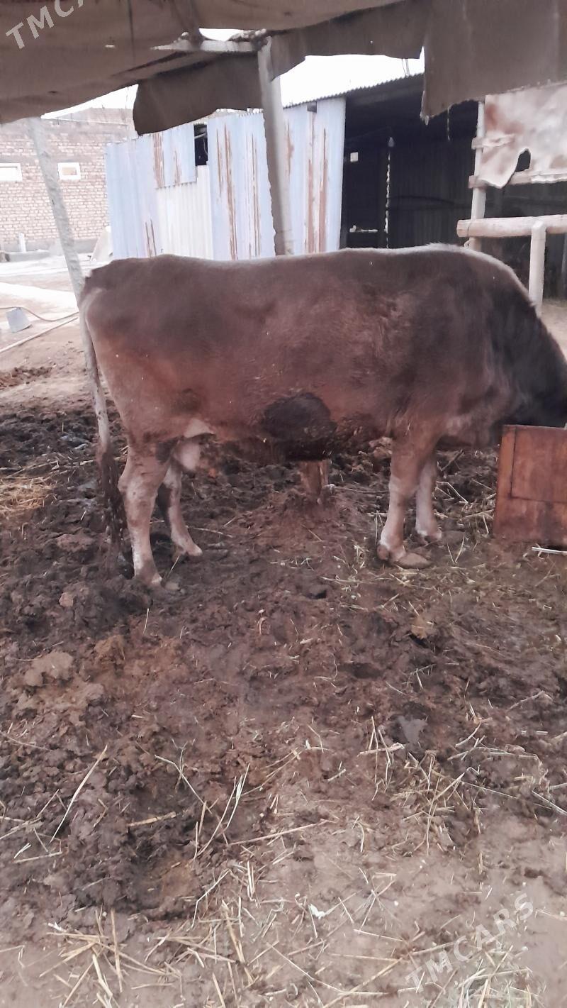 Sygyr bakylan - Gökdepe - img 2