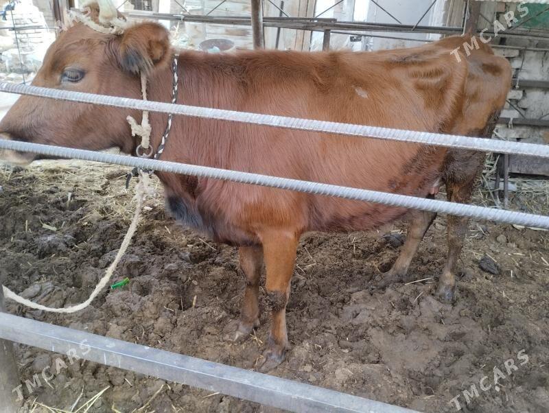 Goleli sygyr - Türkmenabat - img 2