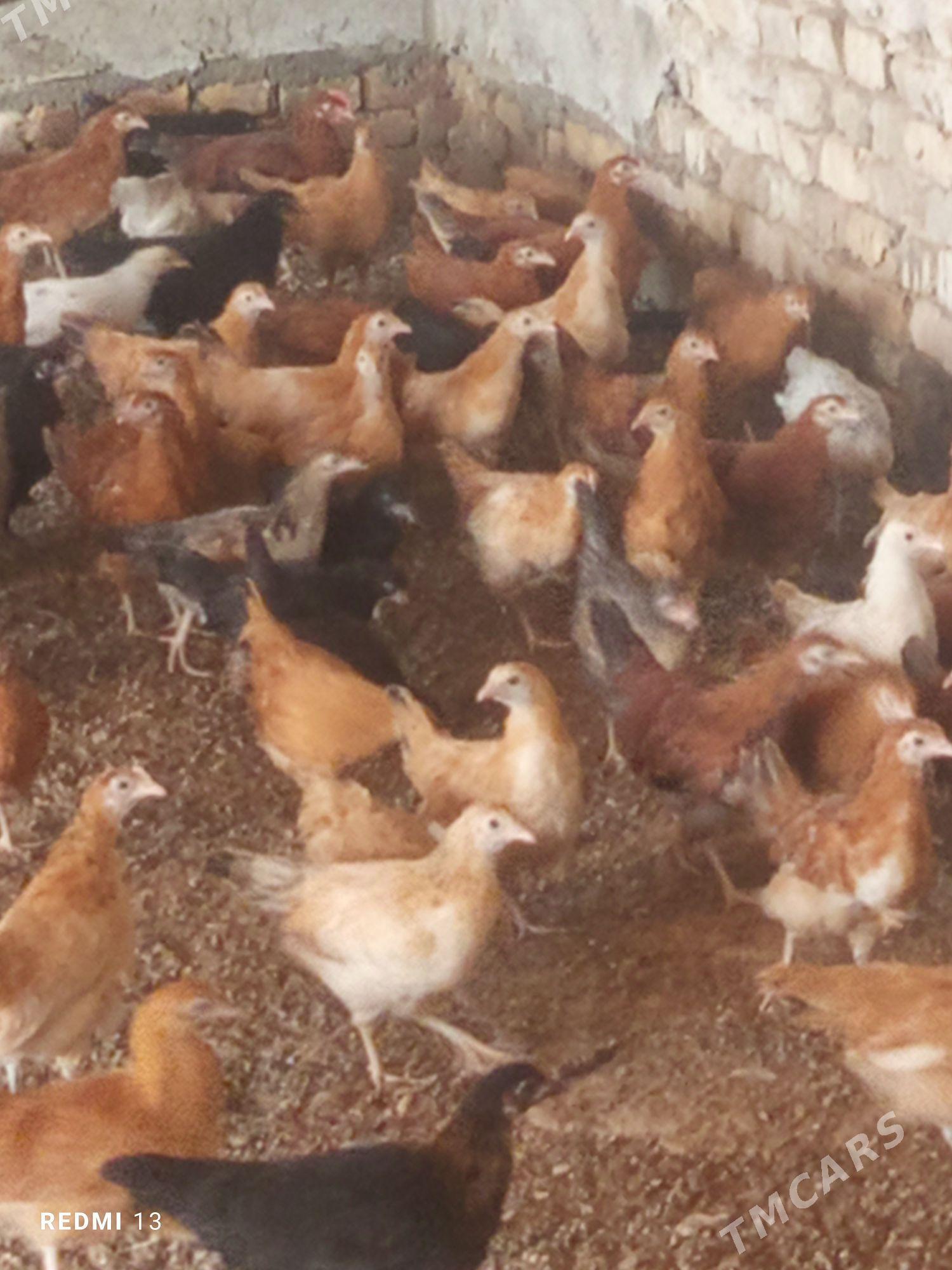 towuk juje - Ýolöten - img 1