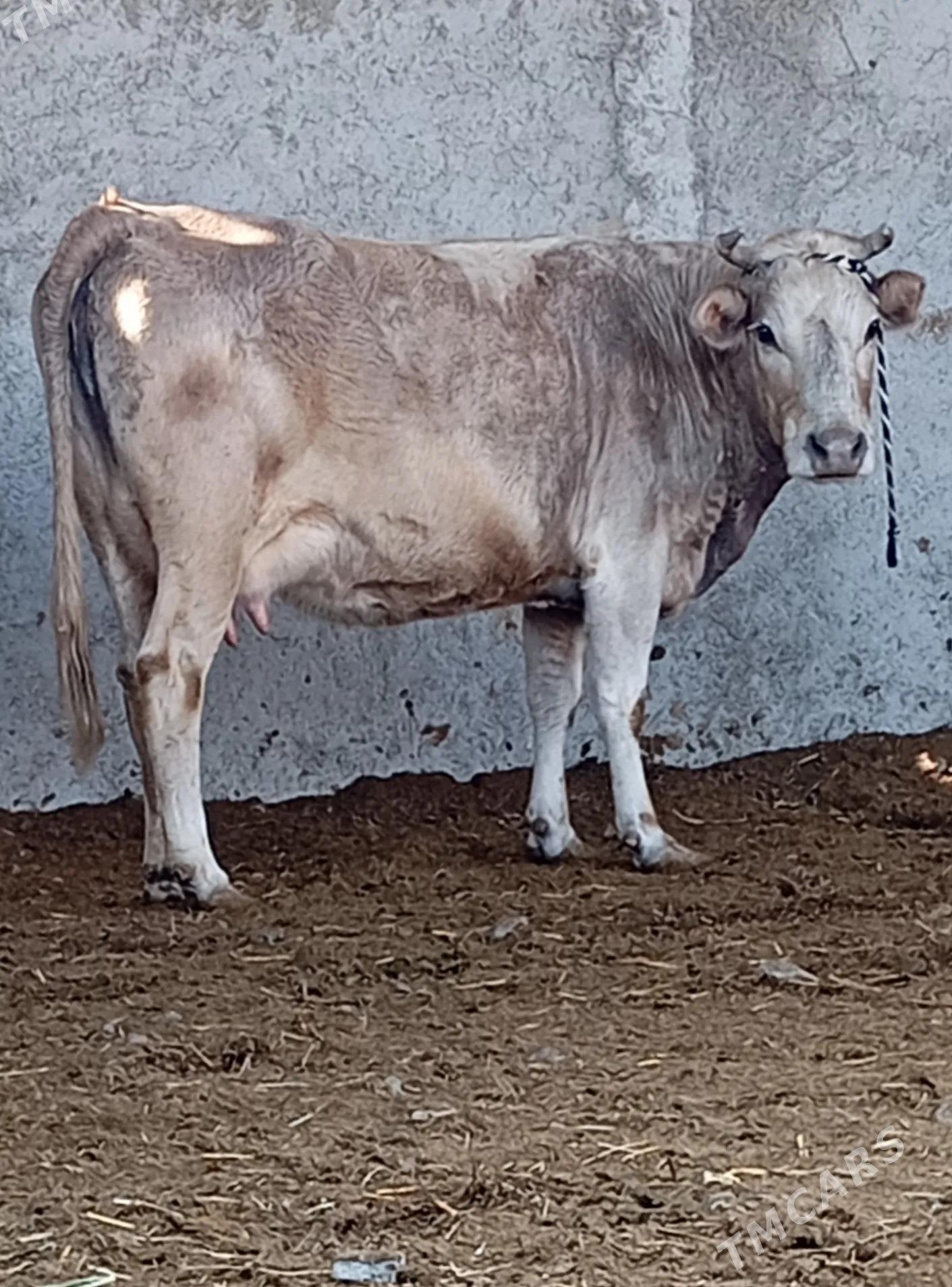 arginal śwes göleli sygyr - Gökdepe - img 1