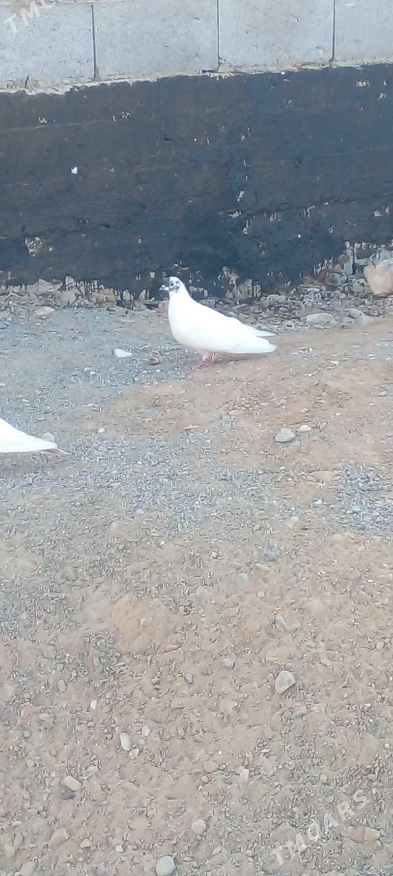 kepderi - Gyzylarbat - img 4