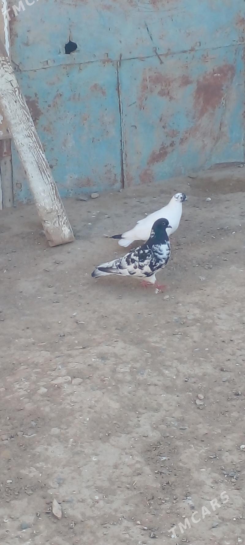 kepderi - Gyzylarbat - img 1