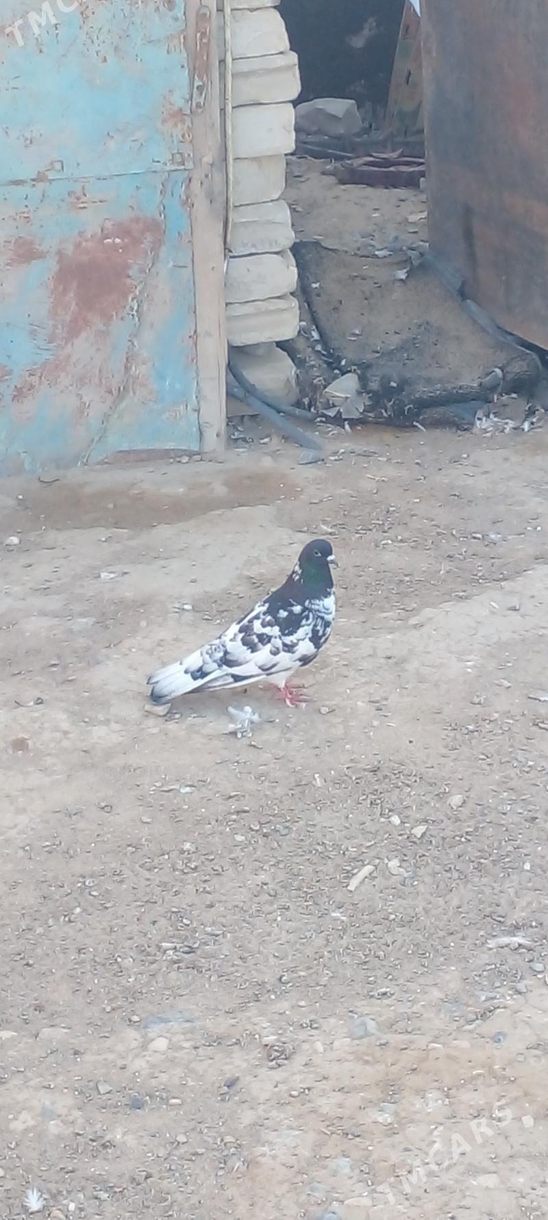 kepderi - Gyzylarbat - img 2