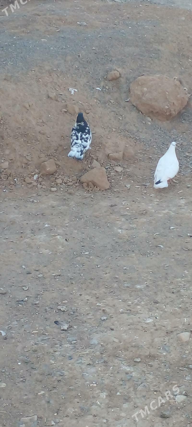 kepderi - Gyzylarbat - img 3