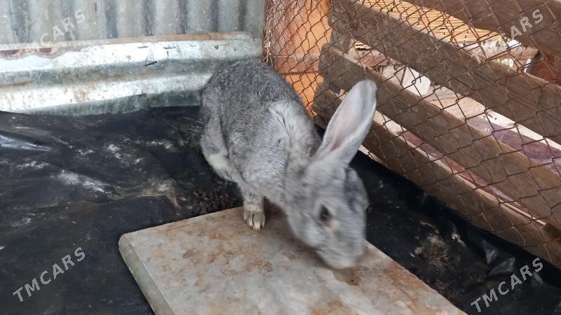 Towşan pol Welikan - Köşi - img 2