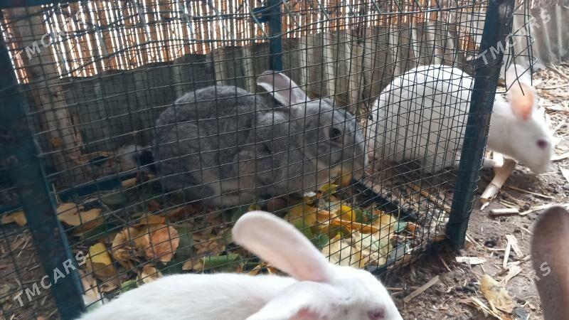 Towşan pol Welikan - Köşi - img 1