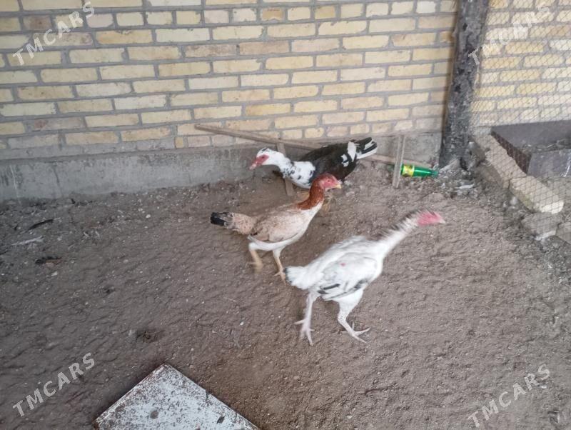 baýes towuklar ! erkek ördek - Farap - img 3