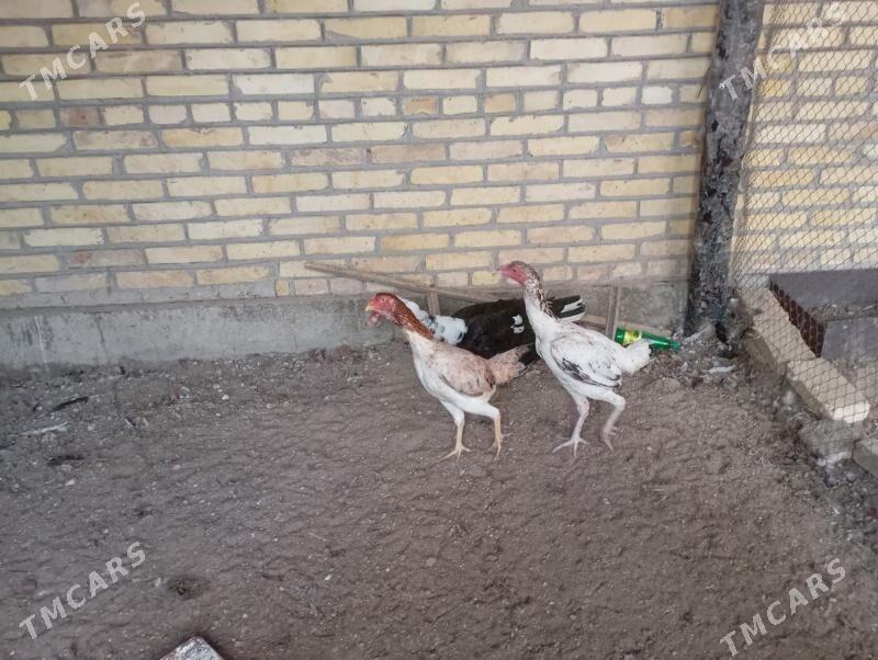 baýes towuklar ! erkek ördek - Farap - img 4