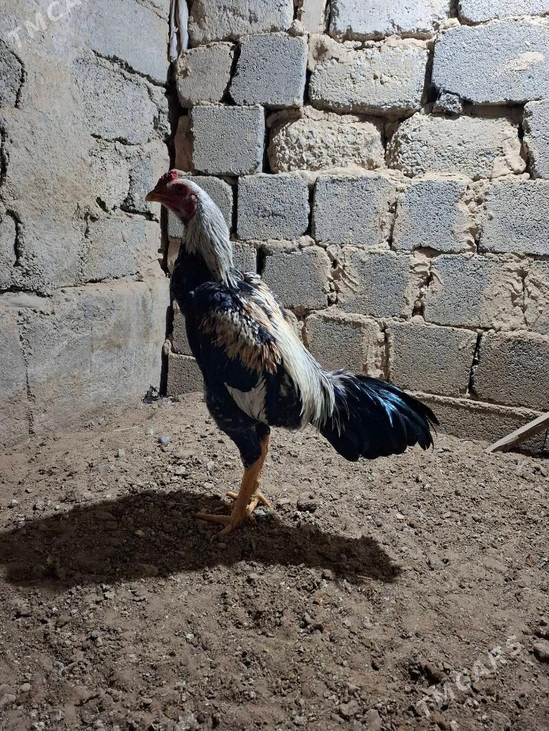 horaz tasgent - Büzmeýin GRES - img 1