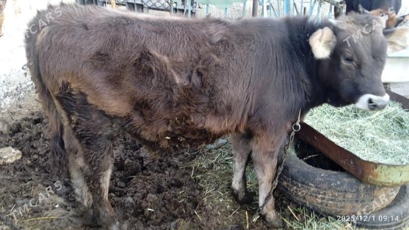 okuz,tuweokuz,tuwe - Бахарден - img 1