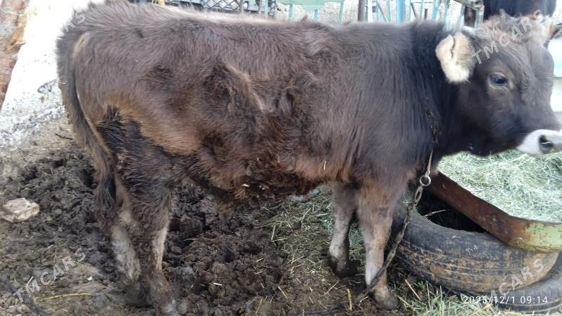 okuz,tuweokuz,tuwe - Бахарден - img 2