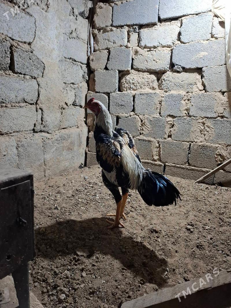 horaz tasgent - Büzmeýin GRES - img 2