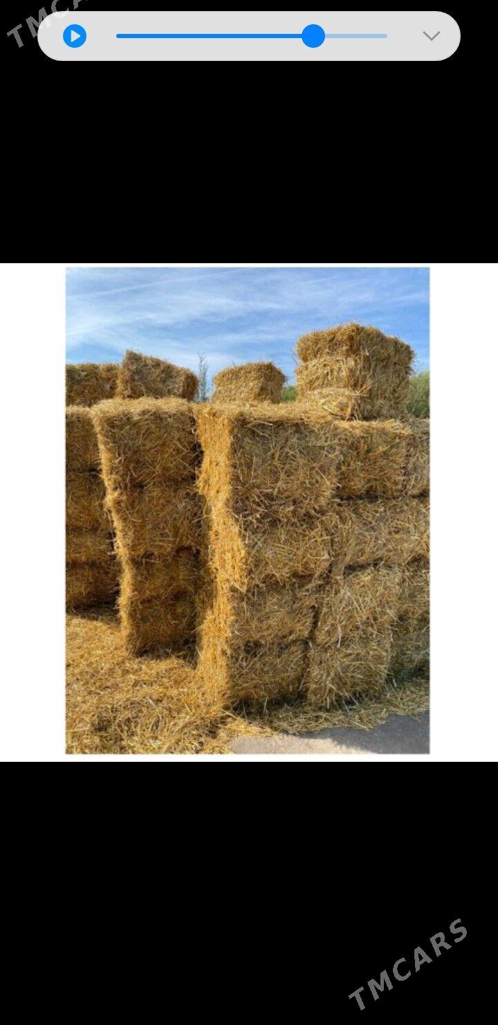 bugday saman - Çärjew - img 3