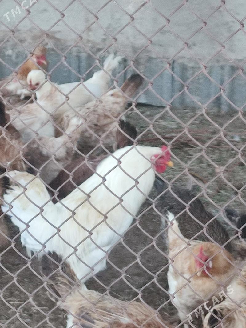 Towuk - Änew - img 1