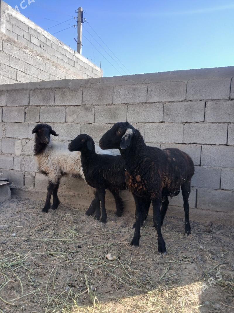 gisar goýun - Aşgabat - img 1