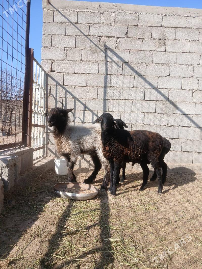 gisar goýun - Aşgabat - img 4