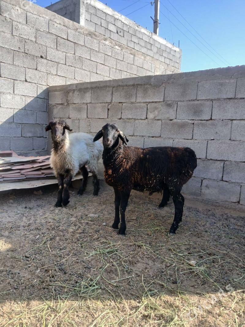 gisar goýun - Aşgabat - img 2